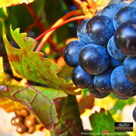 Fruit Of Life_square