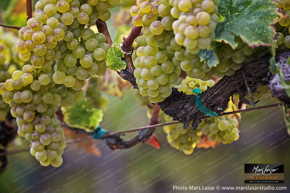Andretti Chardonay Grapes