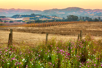 Sweet Carneros Hills