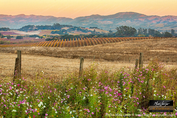 Sweet Carneros Hills