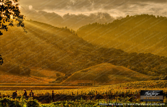 French Laundry Vista