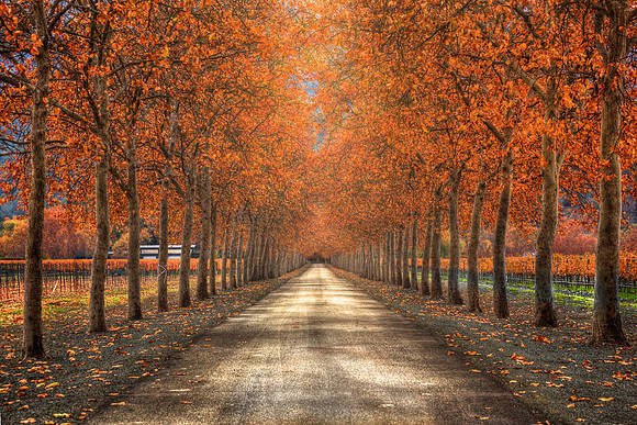 Autumn Skies (horizontal)