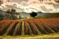 Justin's Vineyard
