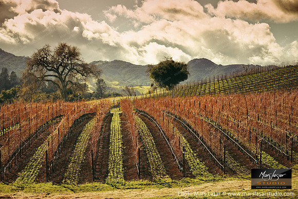 Justin's Vineyard