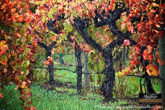 Autumn's Promise