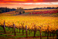 Sonoma Crush