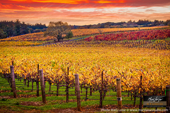 Sonoma Crush