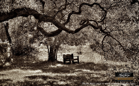 Under The Oak Bough