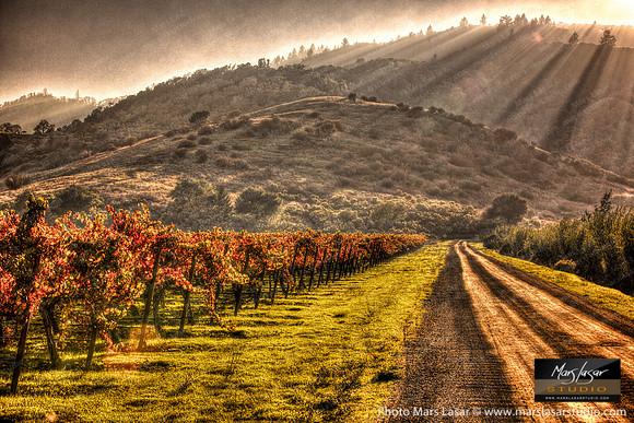 Old Vineyard Road 2