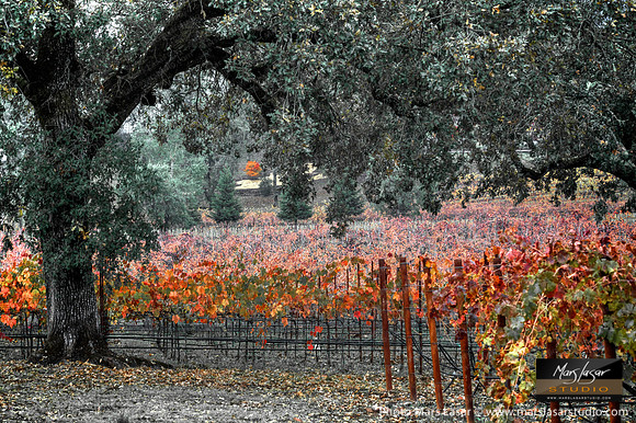 Fall In Calistoga