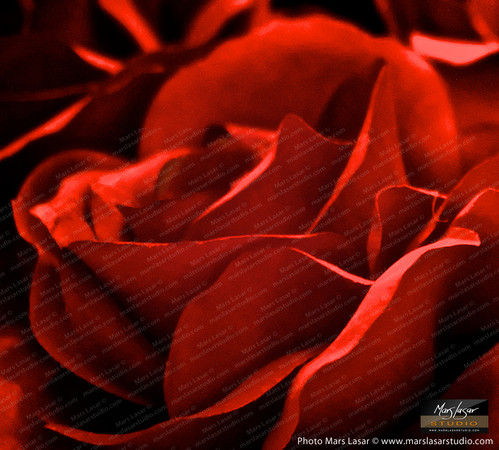 Serene Red Rose