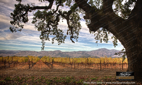Yount Mill Tranquil Oak