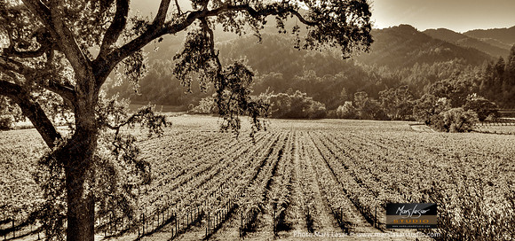 Fall Hidden Valley_pan_sepia