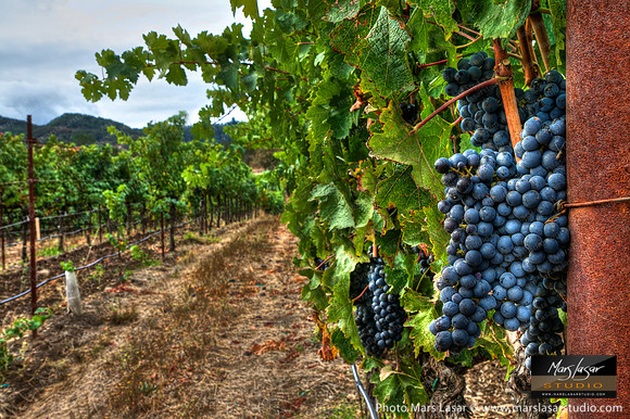 Cabernet Perspective