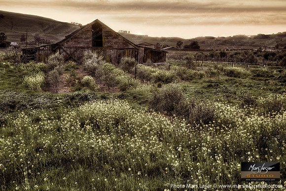 Old Sonoma Mustard Barn_sepia