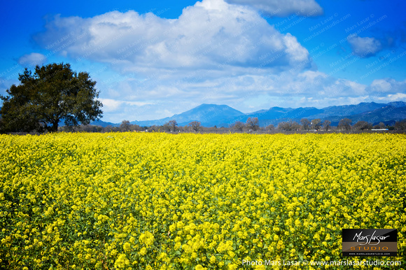 Mustard Flower Prairies