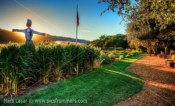 French Laundry Gardens 4