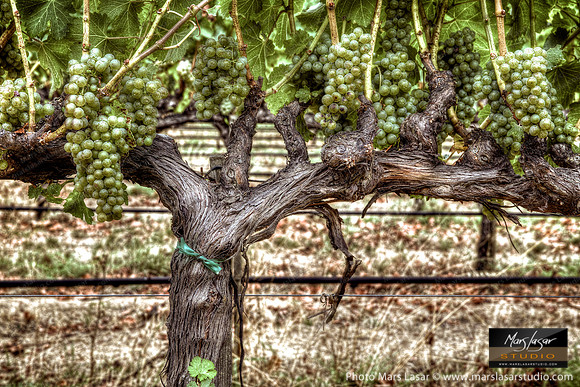 Sauvignon Blanc Glory 2