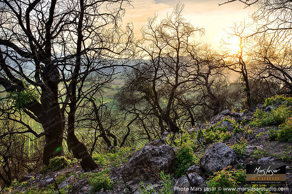 New Life In The Ashes