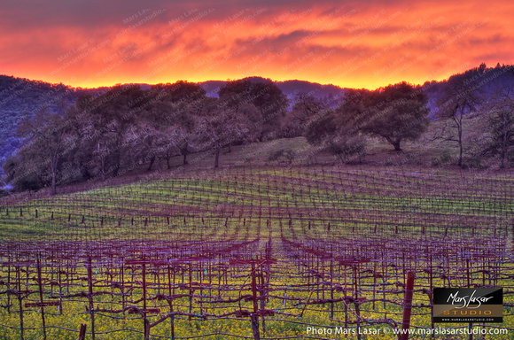 Mustard Sunset