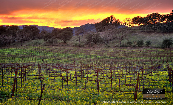 Mustard Sunset 2