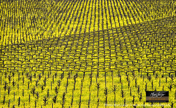 Mustard Tides