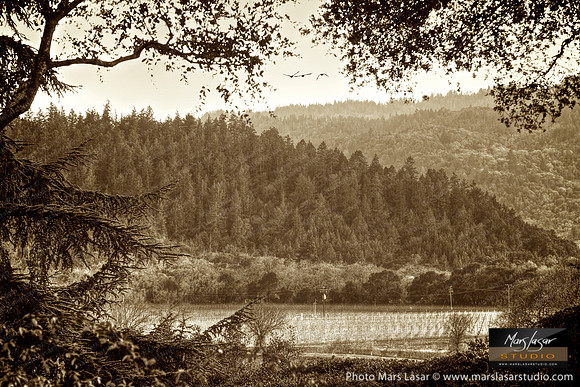 Napa Valley Window_sepia