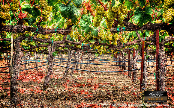 Andretti Chardonay Abundance 2