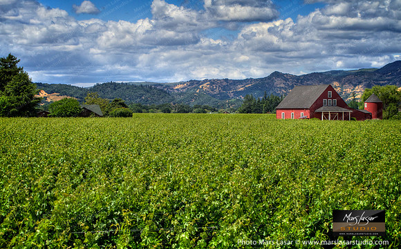 Sea Of Vines