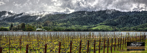 Mondavi Spring Vista_pan
