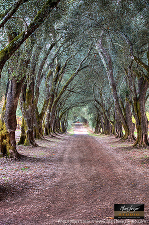Olive Tree Lane