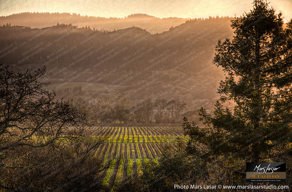 Wine Country Winter Glow