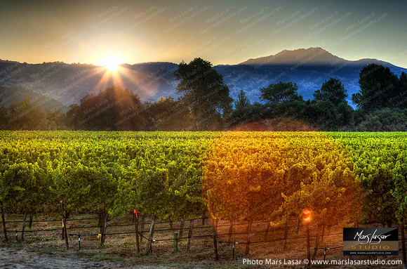 Sauvignon Blanc Sunrise