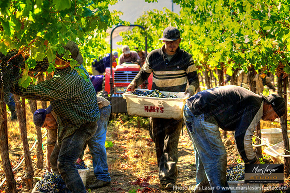 Morning Pickers 1