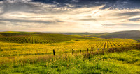 Magic Valley Mustards
