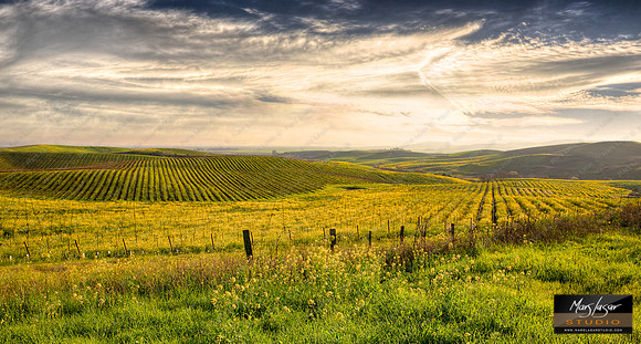 Magic Valley Mustards