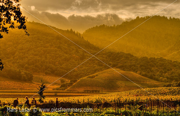 French Laundry Vista