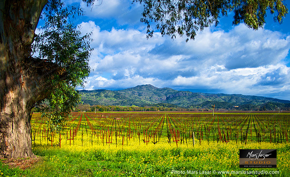 Napa Spring Afternoon
