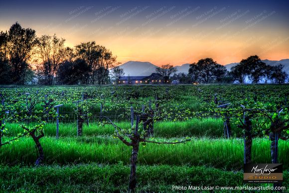 Silver Oak Twilight