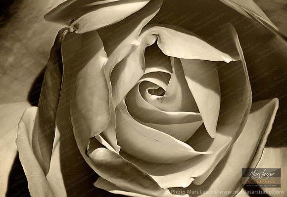 Classic Rose_sepia