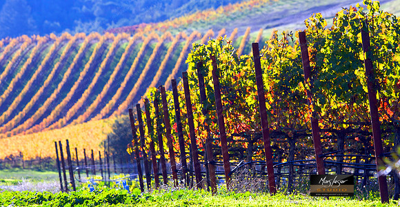 Fall In The Valley_pan
