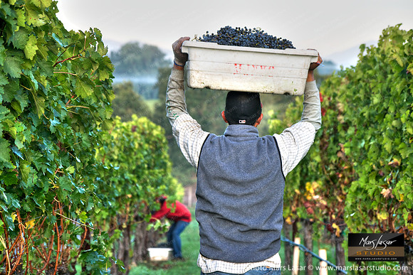 Gamble Family Harvest