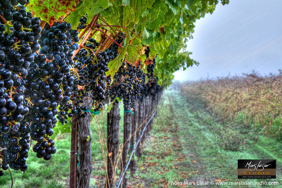 Rich Cabernet