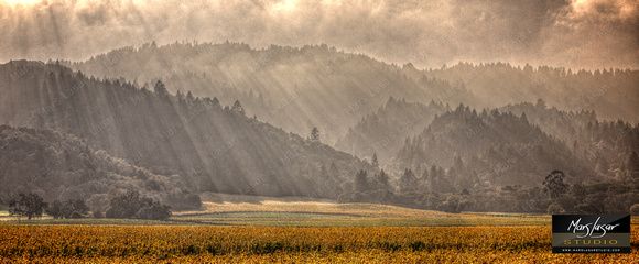 Wine Country Fall_pan