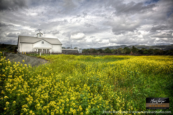 Winery In The Mustards