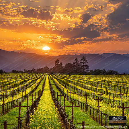 Myacama Mustard Sunset_sq