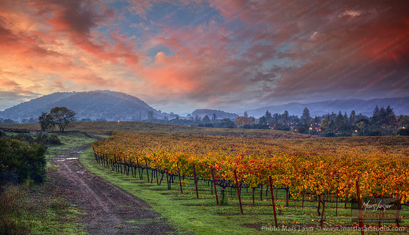 Wine Country Color