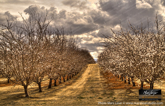 Sweet White Blossoms 3