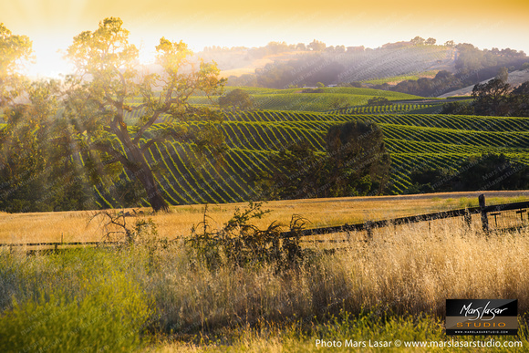 Wine Country Glory