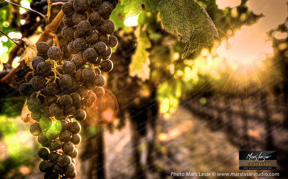 Cabernet At Sunset